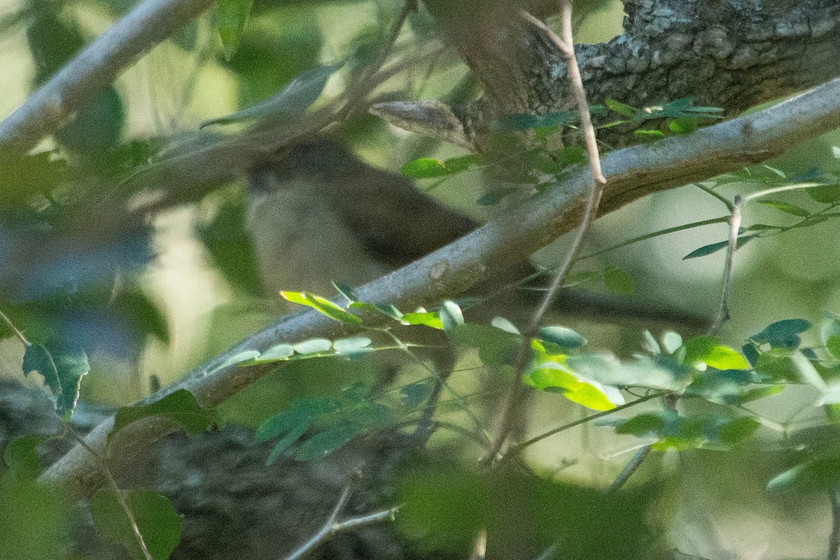 White-throated Thrush - ML44865841