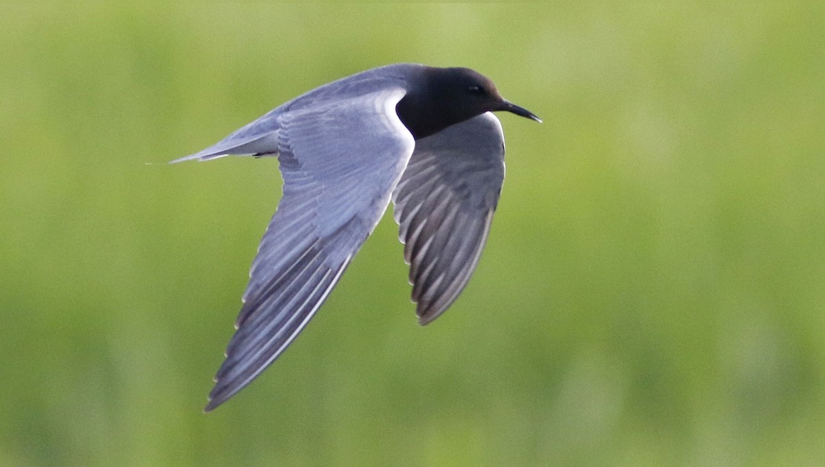 Black Tern - Keith Lowe