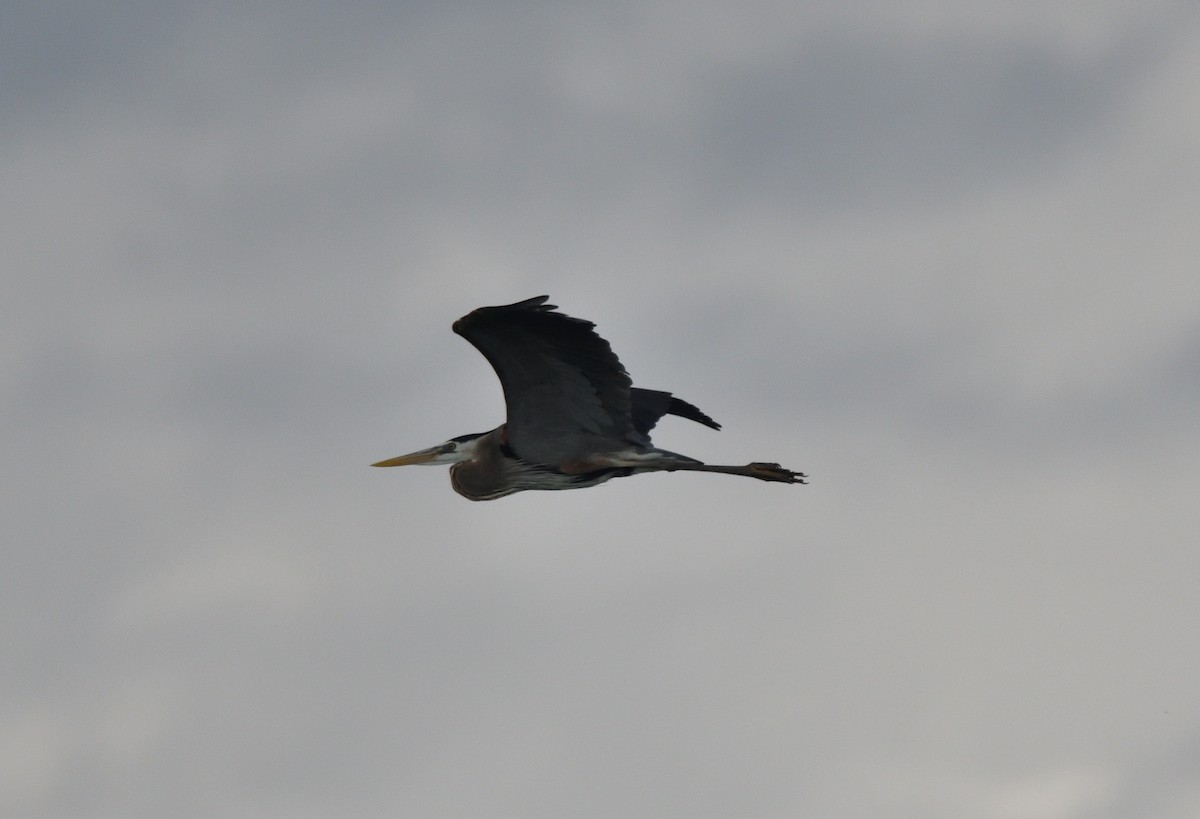 Great Blue Heron (Great Blue) - ML448658781