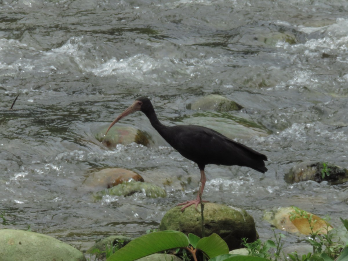 ibis tmavý - ML448659101