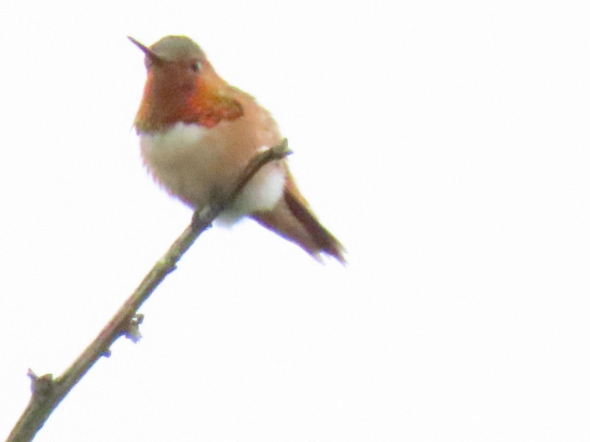 Allen's Hummingbird - ML448659301