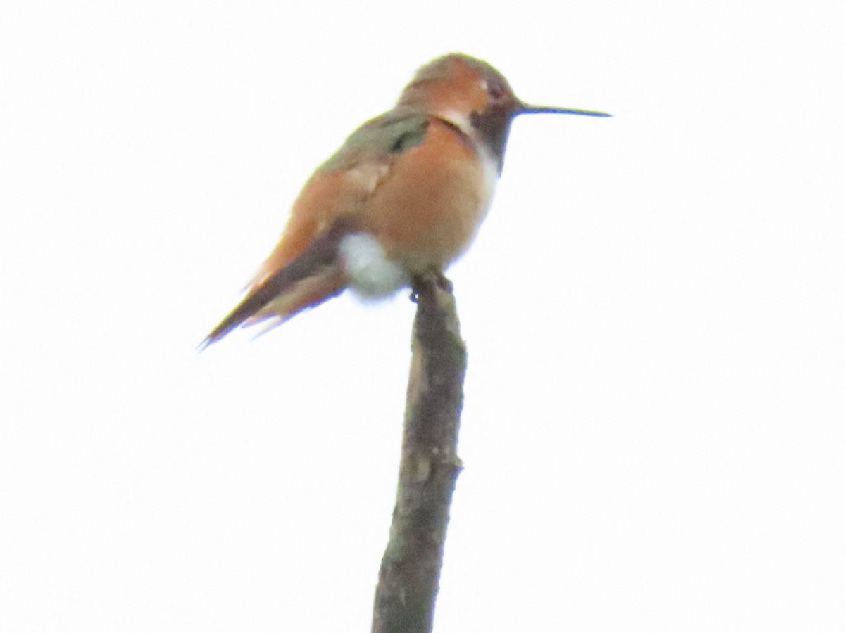 Allen's Hummingbird - ML448659311