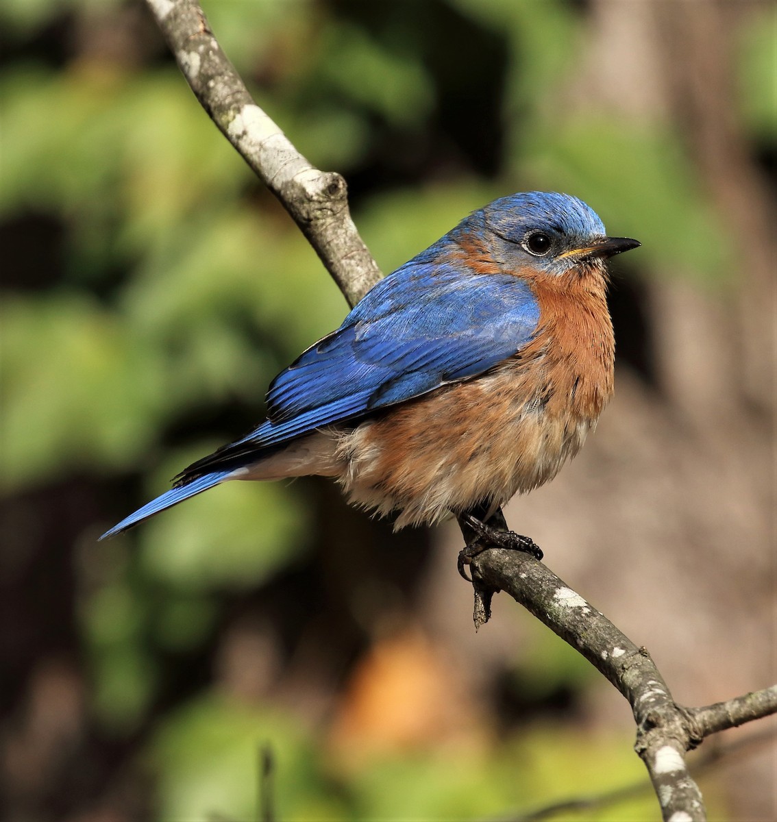 Eastern Bluebird - Dan Vickers