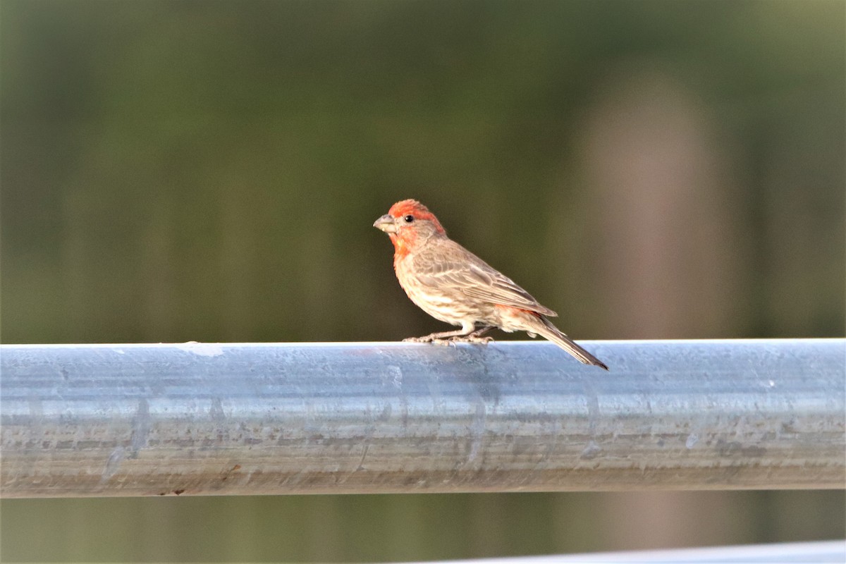 House Finch - ML448660511