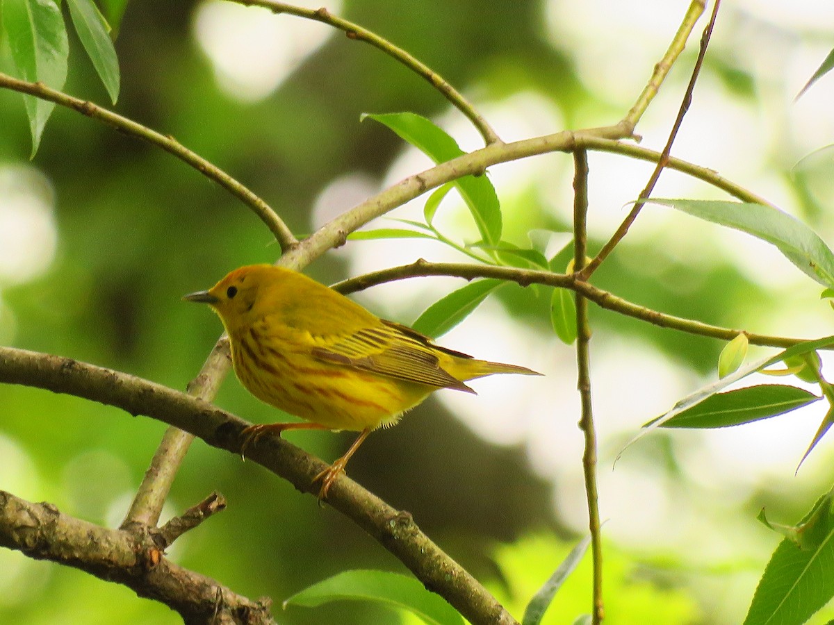 Yellow Warbler - Randy Bumbury