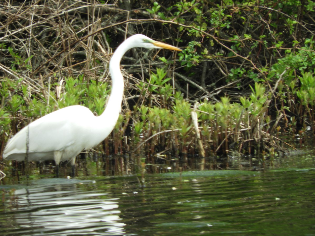 Great Egret - ML448663141