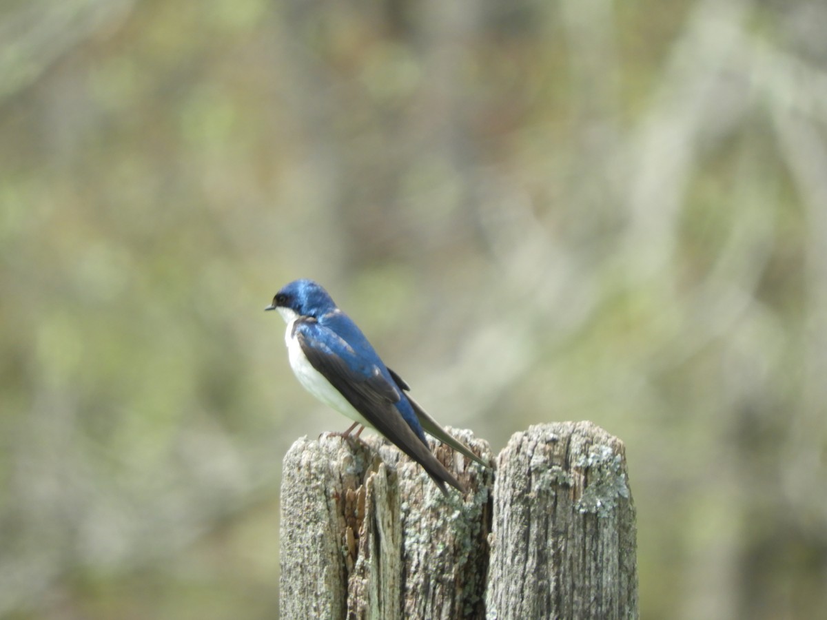 Tree Swallow - ML448663871