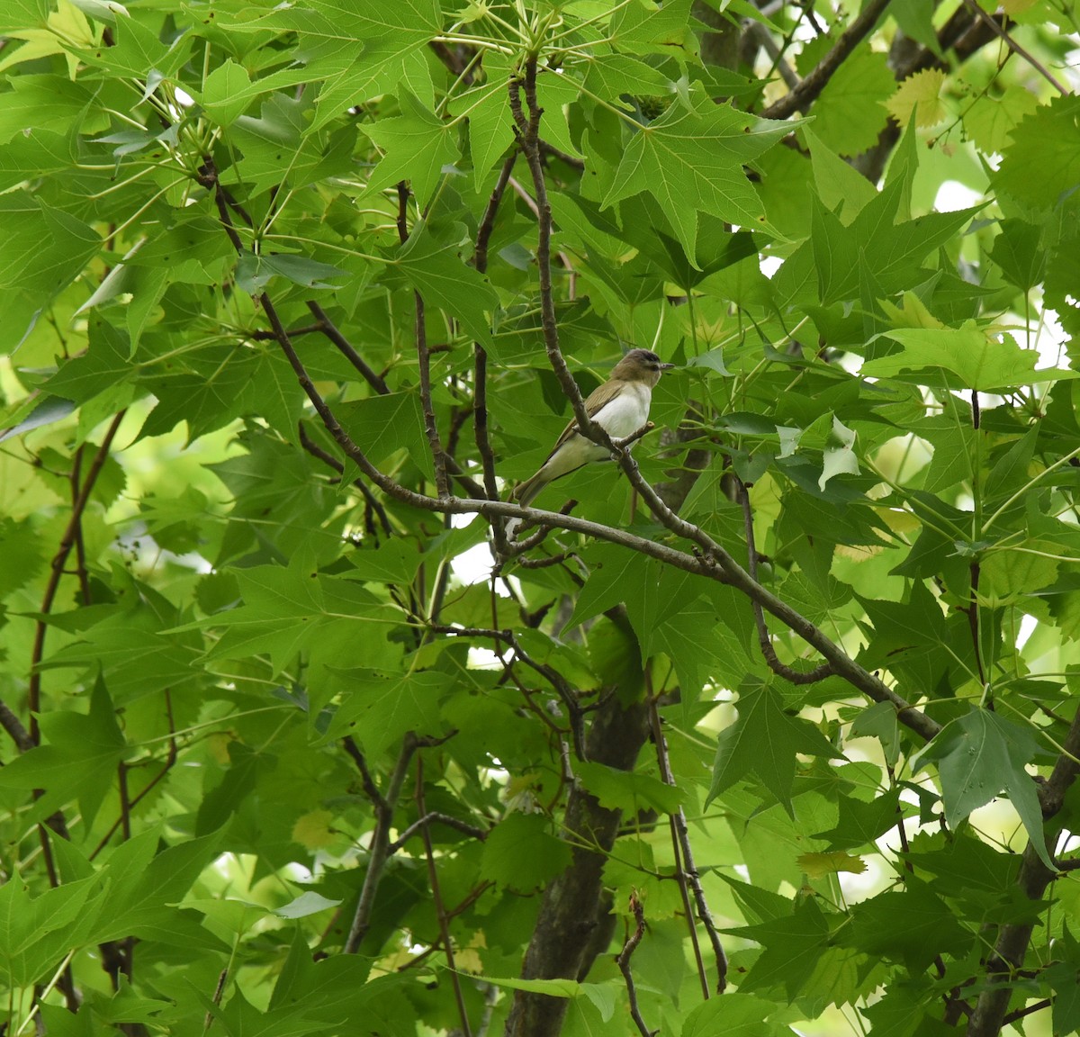 Rotaugenvireo - ML448664191