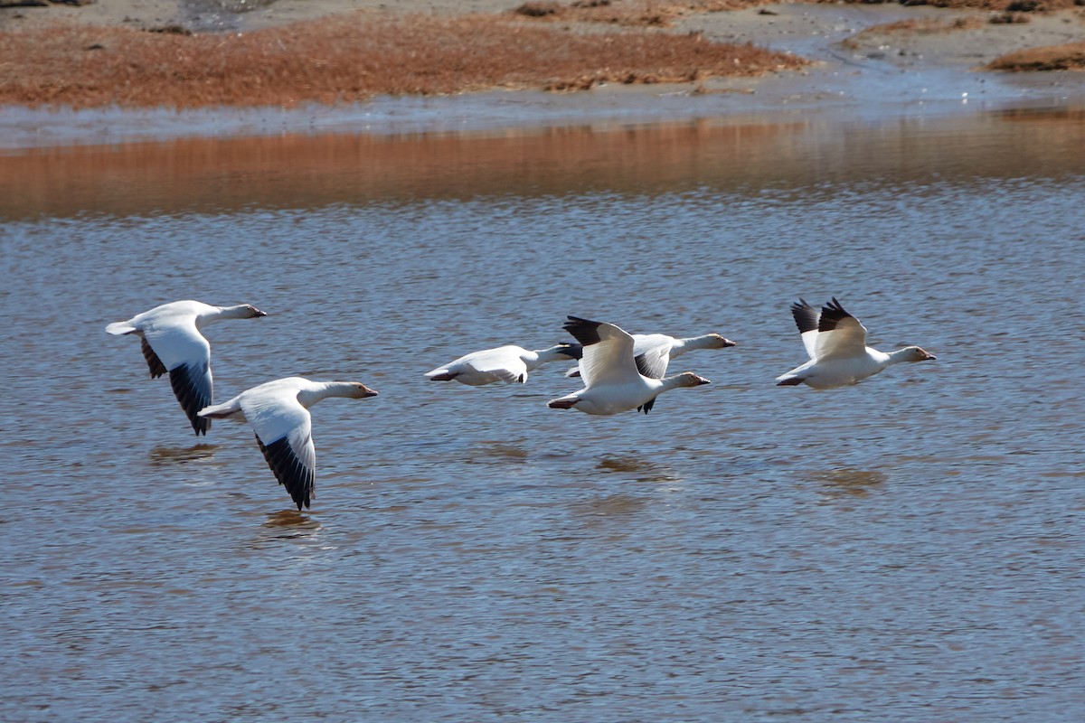 Snow Goose - ML448664531