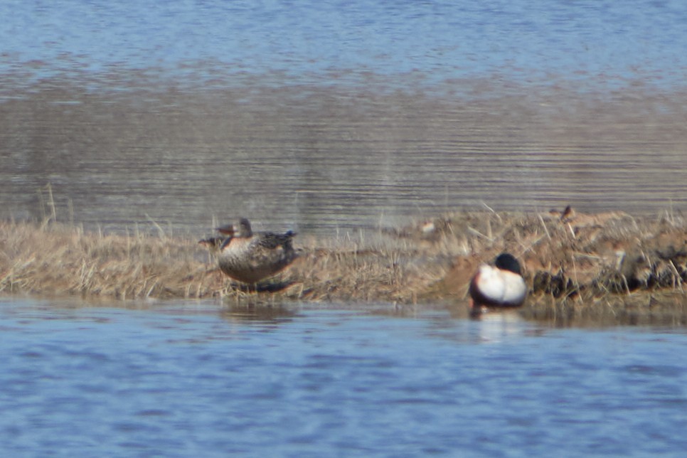 Northern Shoveler - ML448664551