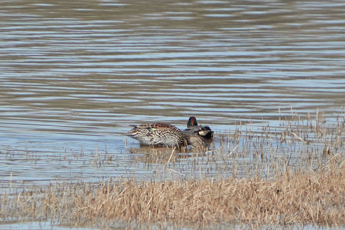 Green-winged Teal - ML448664631