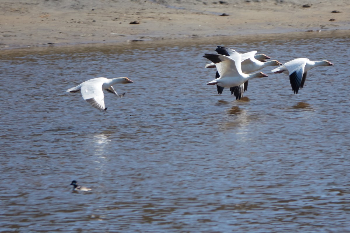 Bufflehead - ML448664761