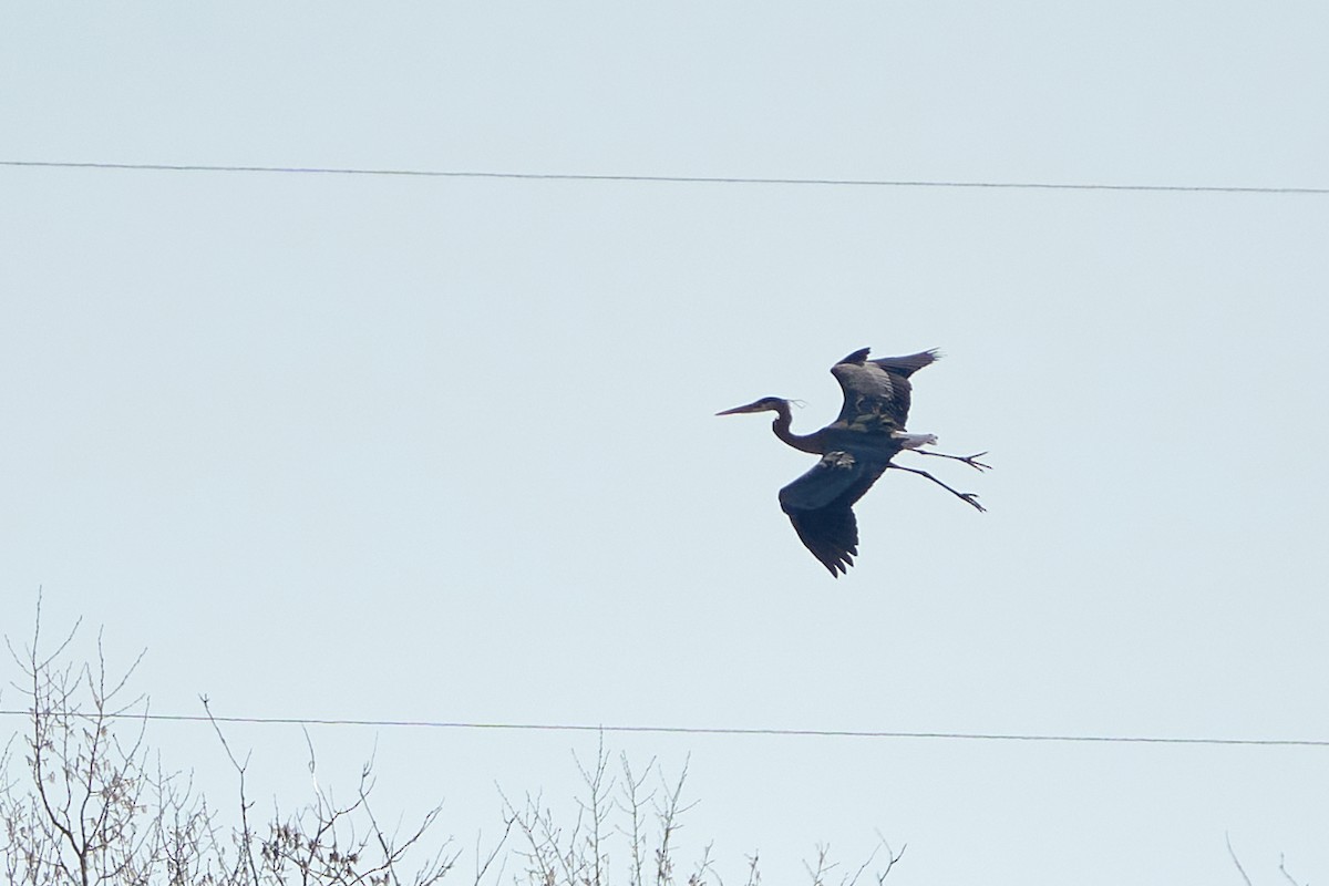 Great Blue Heron - ML448664861