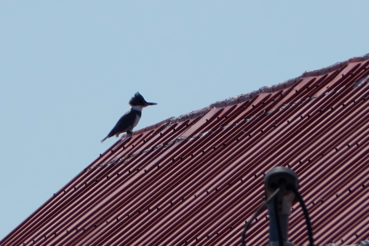 Belted Kingfisher - ML448664971