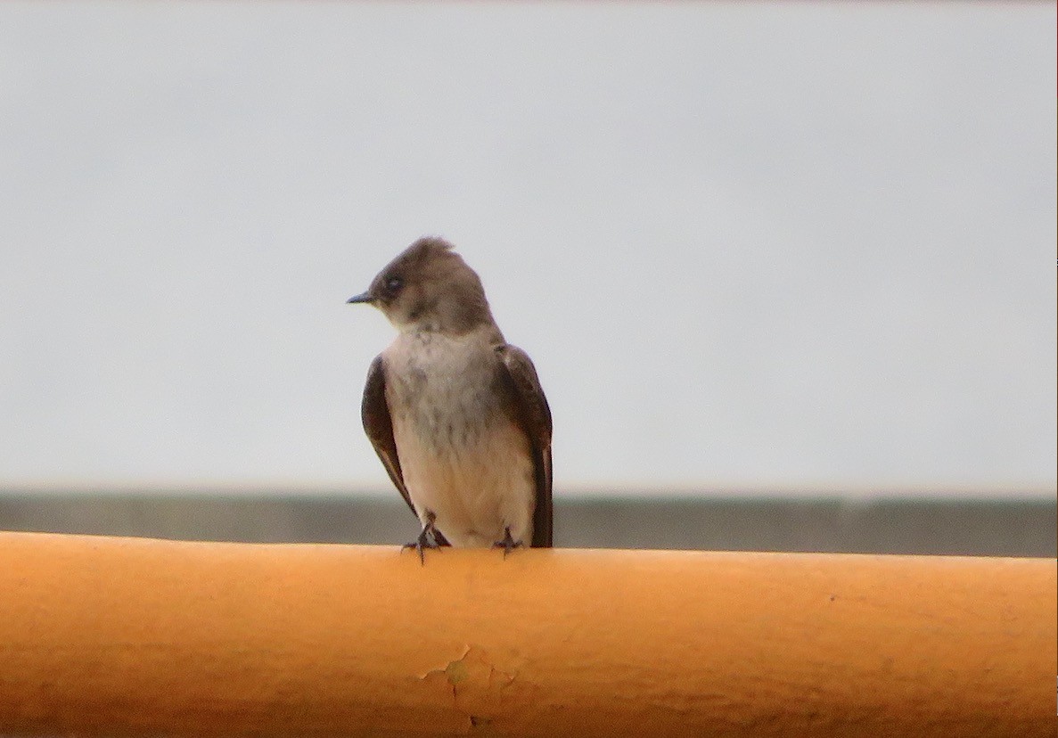 Northern Rough-winged Swallow - ML448665011