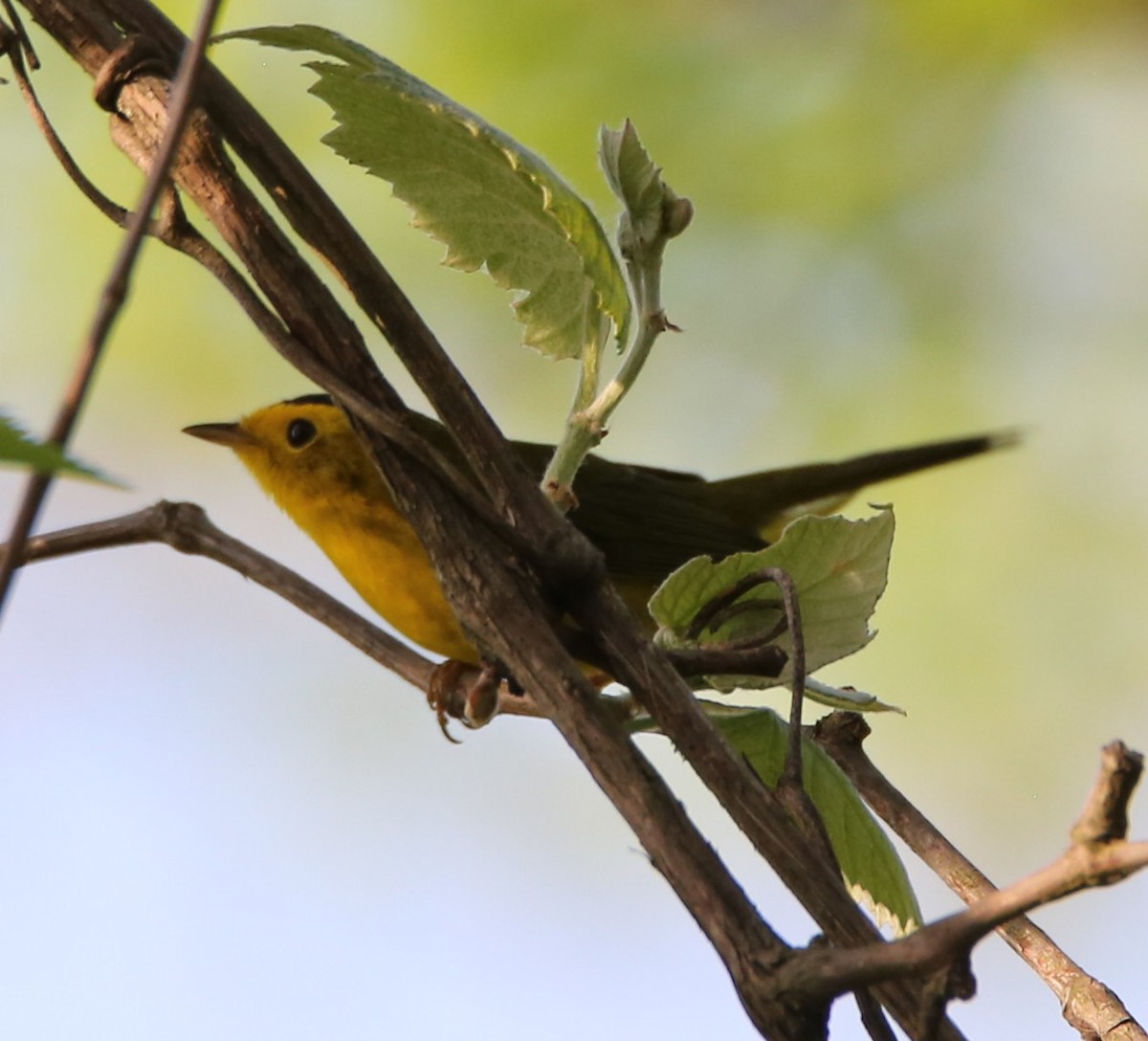 Wilson's Warbler - ML448665031