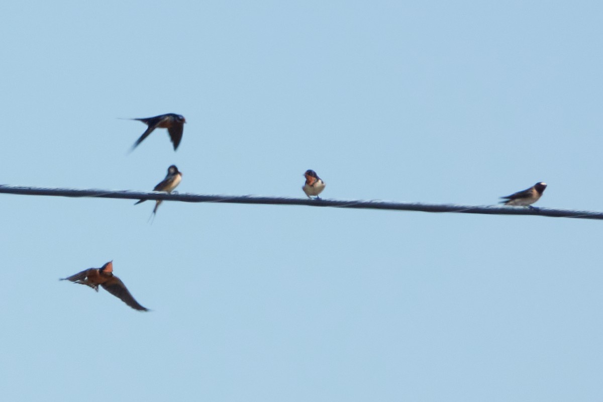 Cliff Swallow - ML448665161