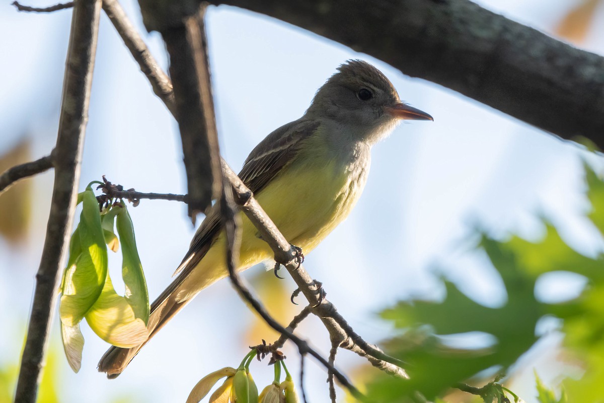 Great Crested Flycatcher - ML448665191