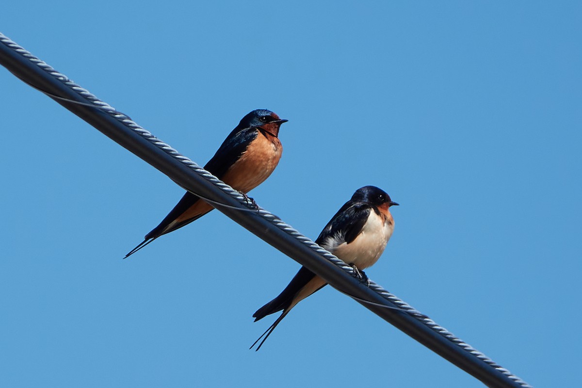 Barn Swallow - ML448665261