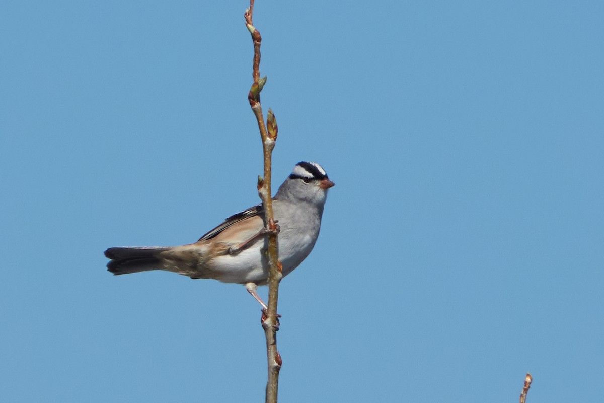 Bruant à couronne blanche - ML448665371