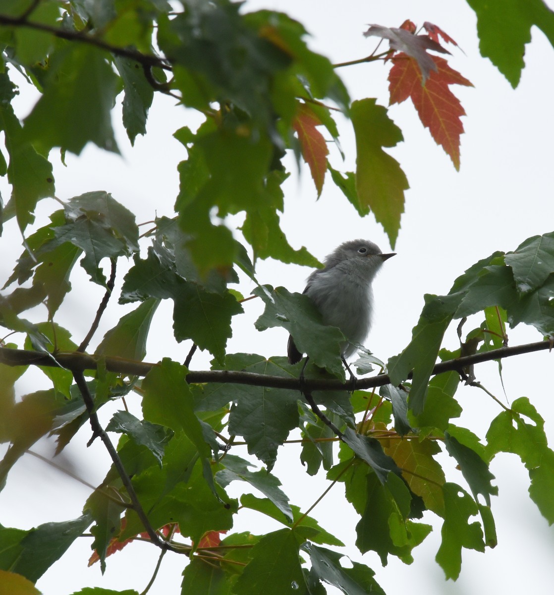 Blue-gray Gnatcatcher - ML448665481