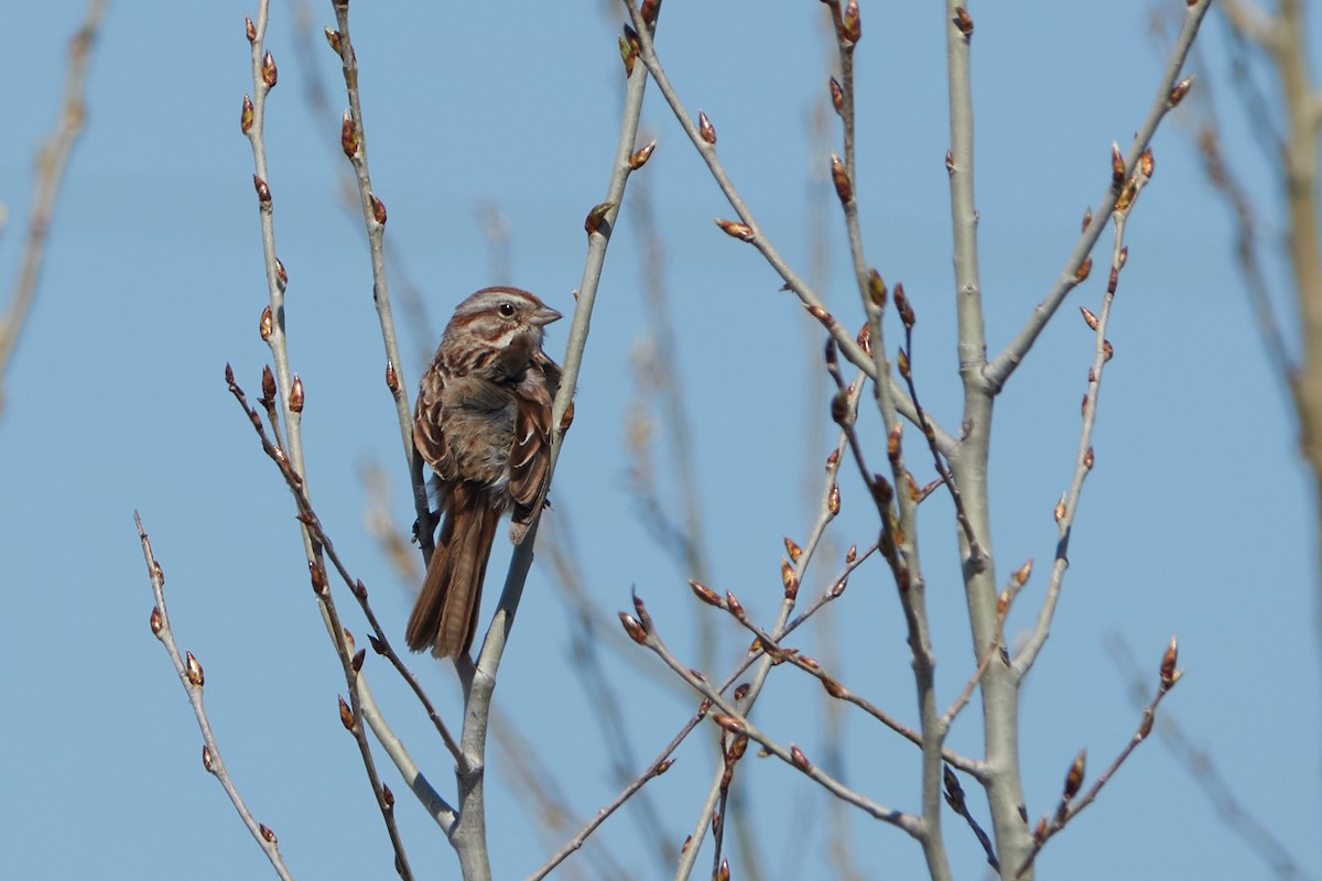 Song Sparrow - ML448665521