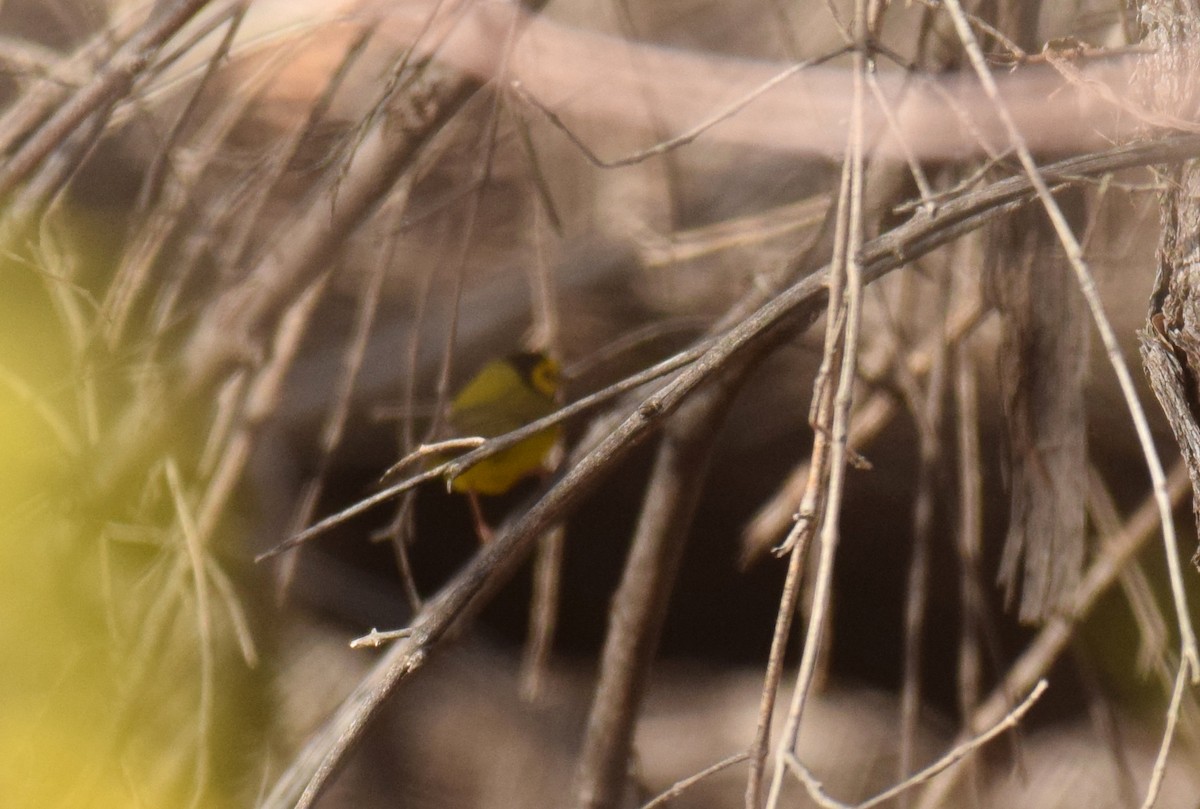 Hooded Warbler - ML44866761