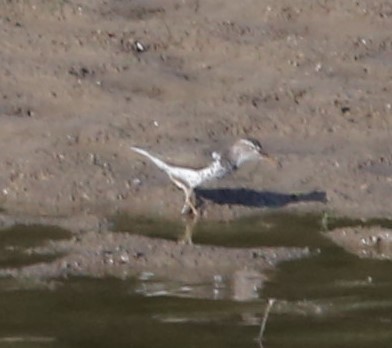 Spotted Sandpiper - ML448667781