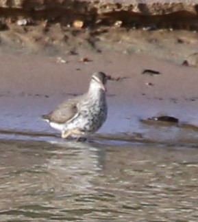 Spotted Sandpiper - ML448668071