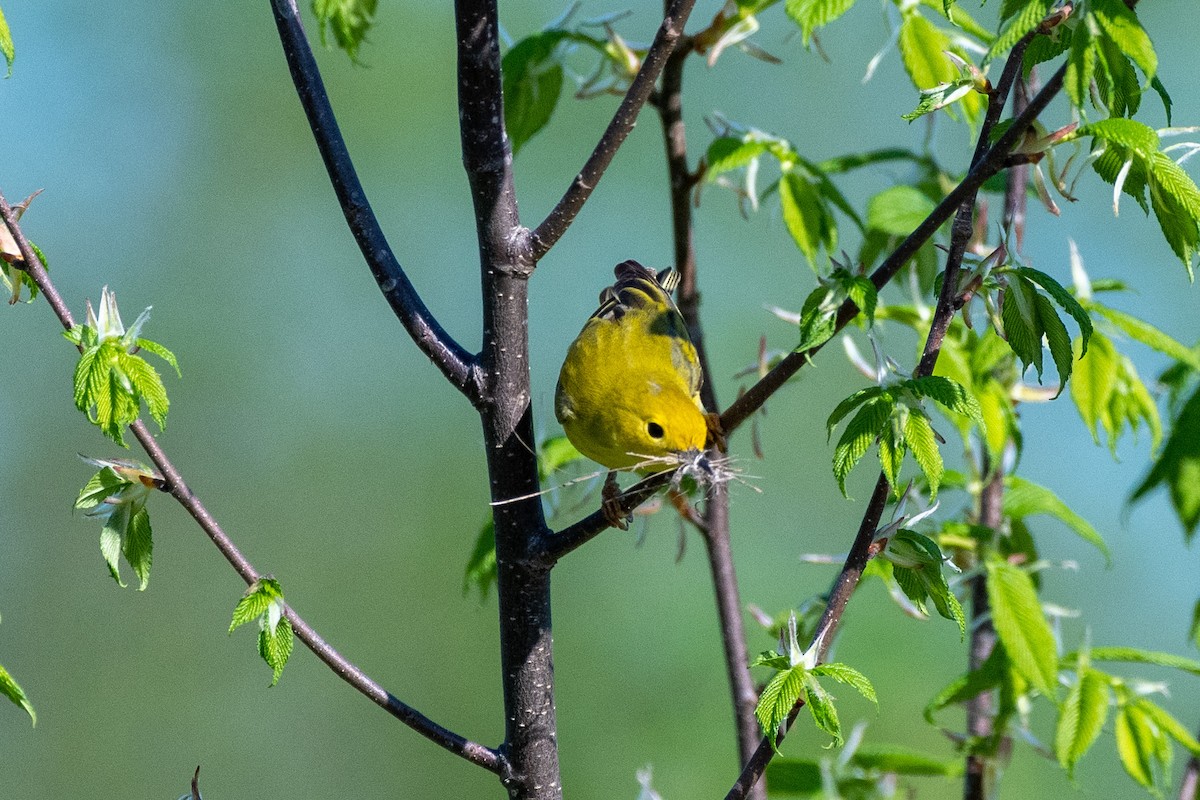 Yellow Warbler - ML448668341