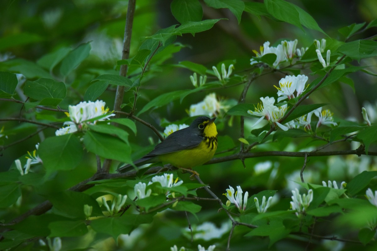 Canada Warbler - ML448669151