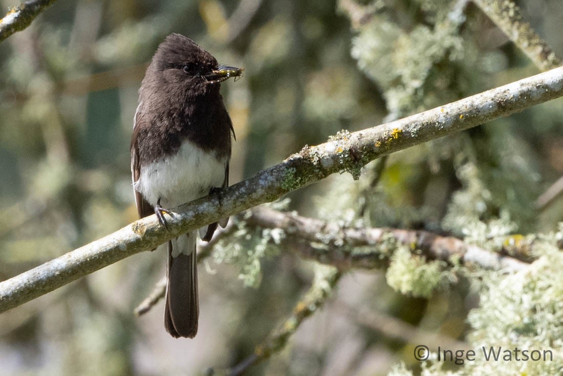 Black Phoebe - ML448669231