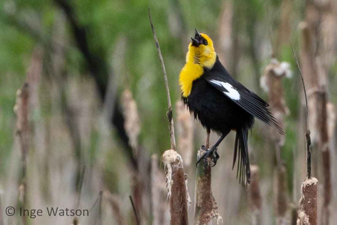 Yellow-headed Blackbird - ML448669461