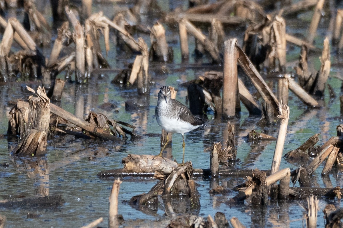 Solitary Sandpiper - ML448669611