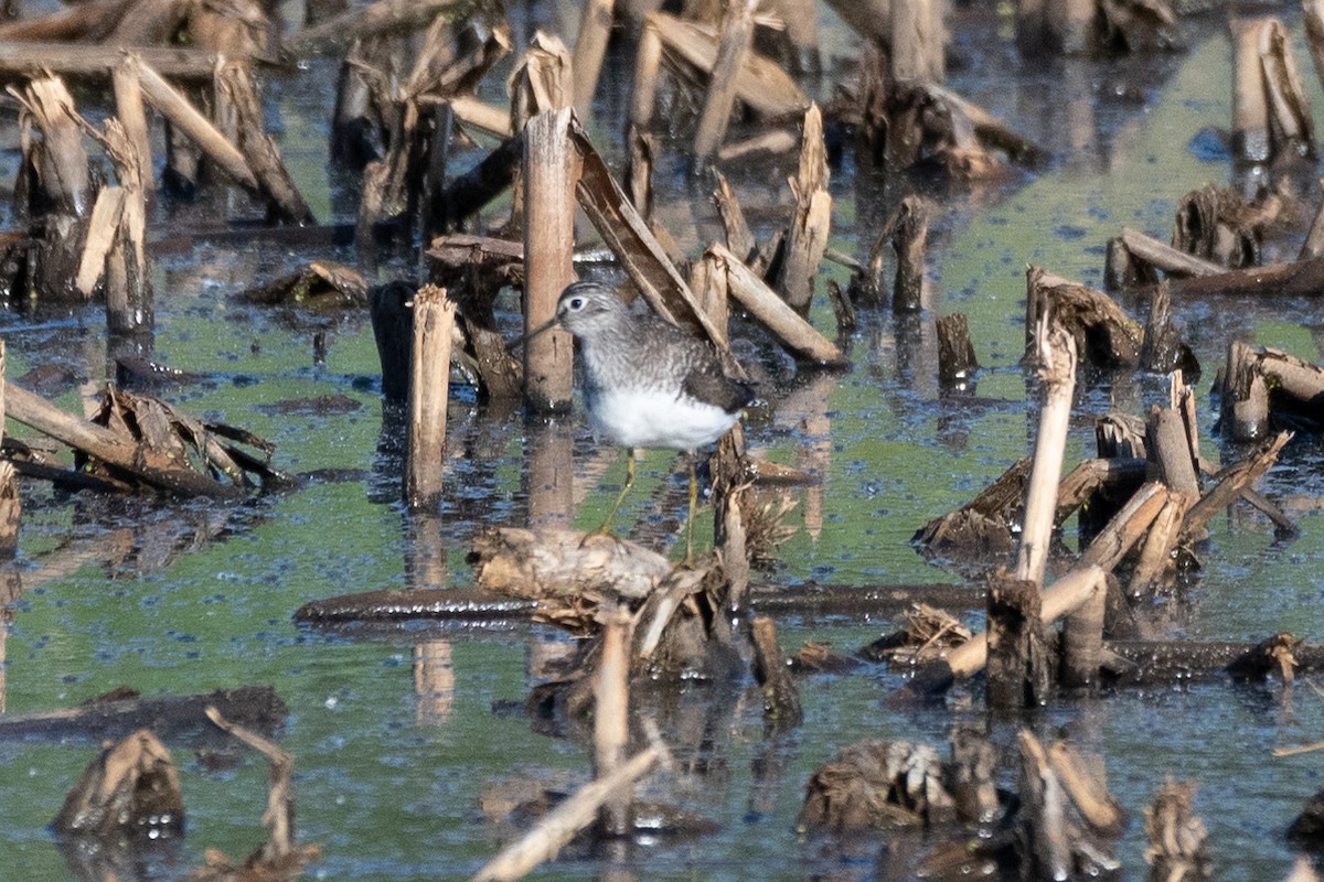 Solitary Sandpiper - ML448669621