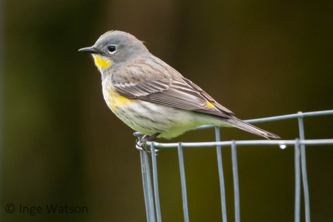 Yellow-rumped Warbler - ML448669921