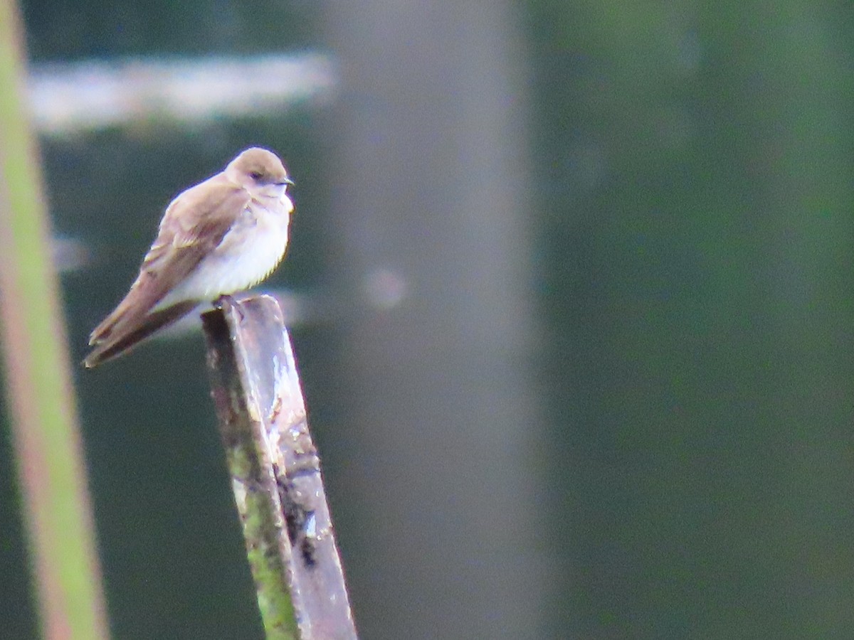 Northern Rough-winged Swallow - ML448670041