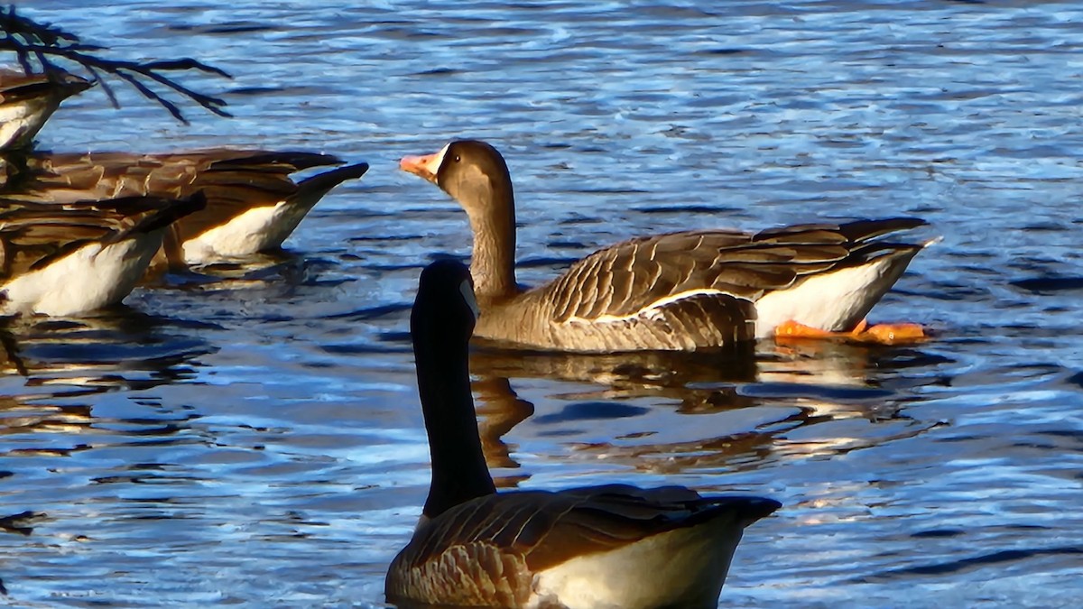 Greater White-fronted Goose - ML448670491