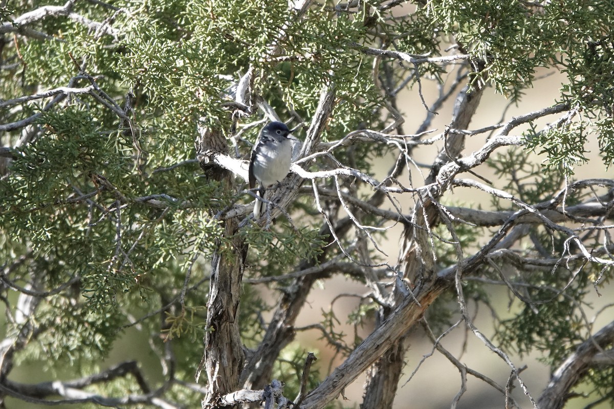 Blue-gray Gnatcatcher - ML448670721