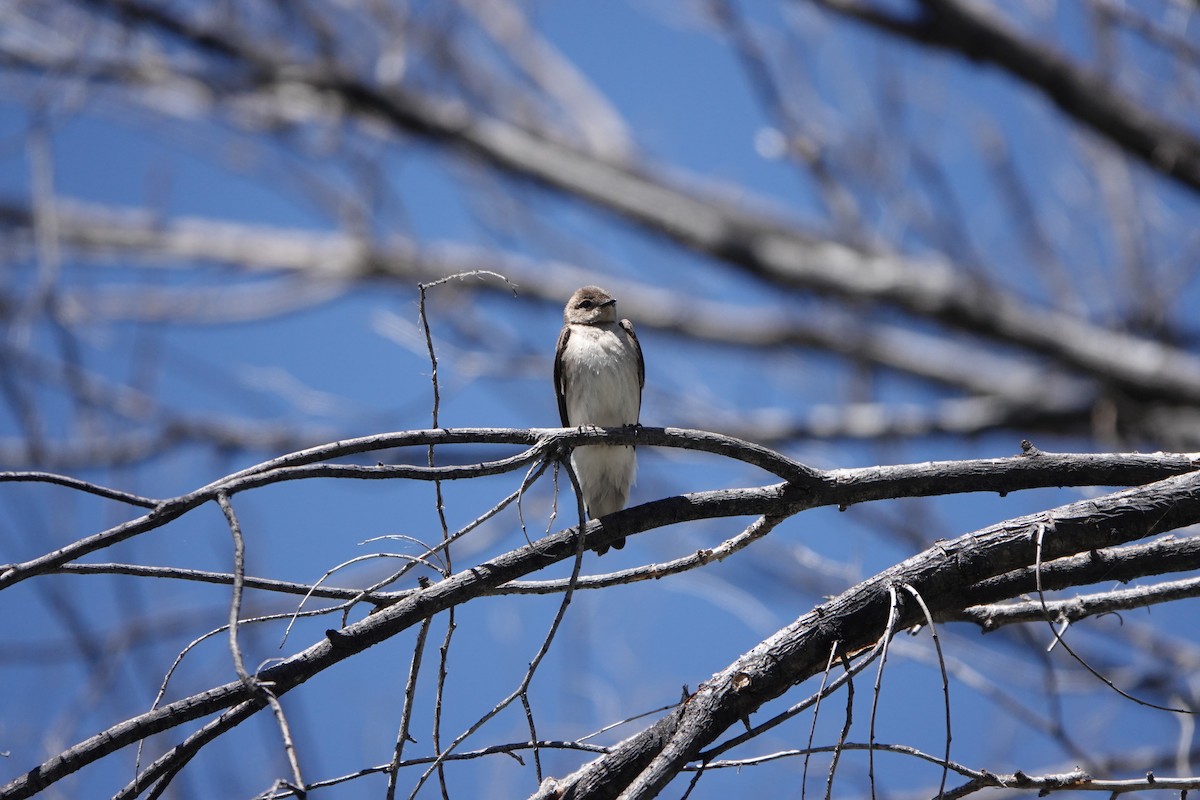 Northern Rough-winged Swallow - ML448671521