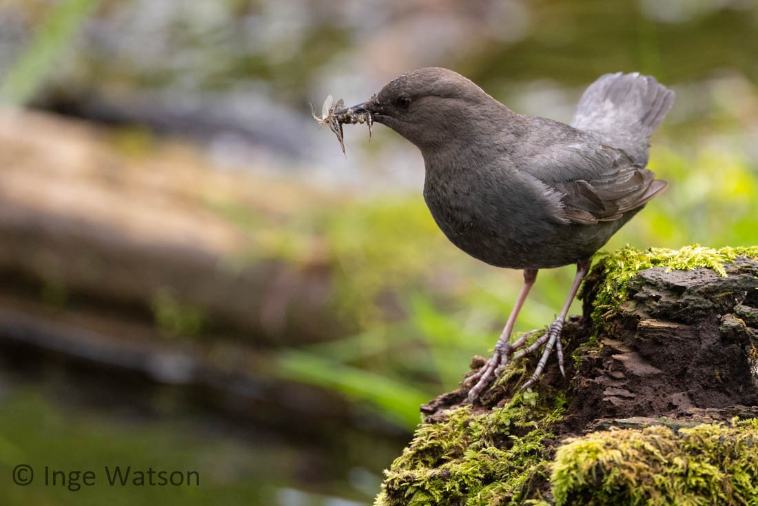 American Dipper - ML448671911