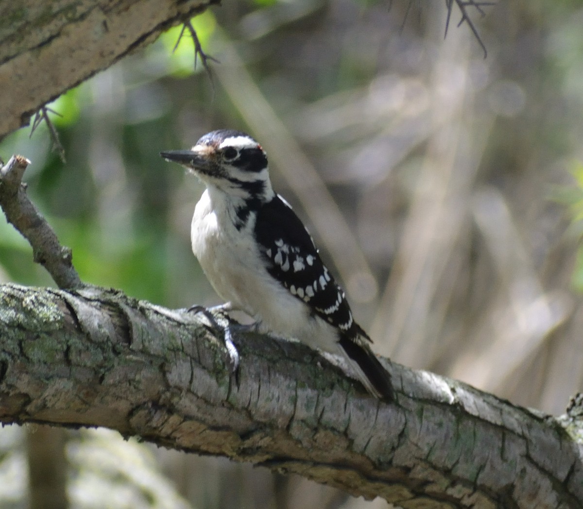 Hairy Woodpecker - ML448672721