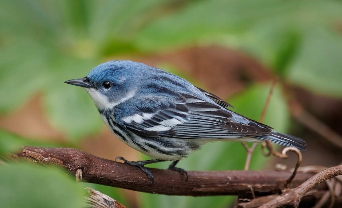 Cerulean Warbler - Joley Sullivan