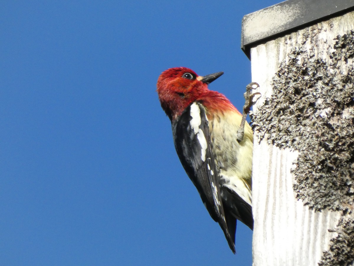 Red-breasted Sapsucker - ML448673181