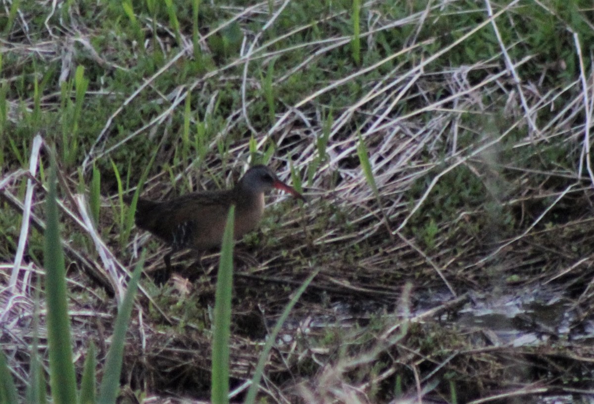 Virginia Rail - Lydia Pultorak