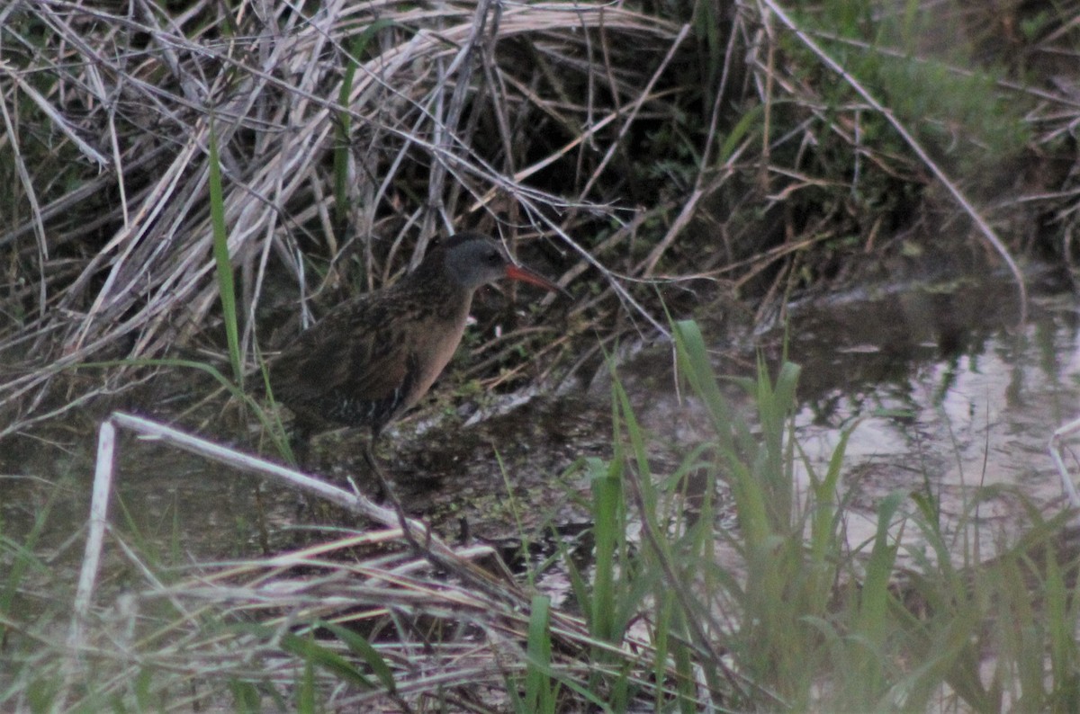 Virginia Rail - Lydia Pultorak