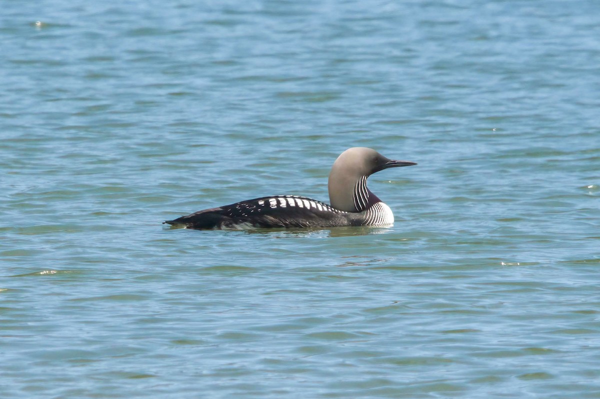 Pacific Loon - Rebekah Holtsclaw