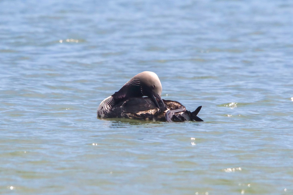 Pacific Loon - Rebekah Holtsclaw