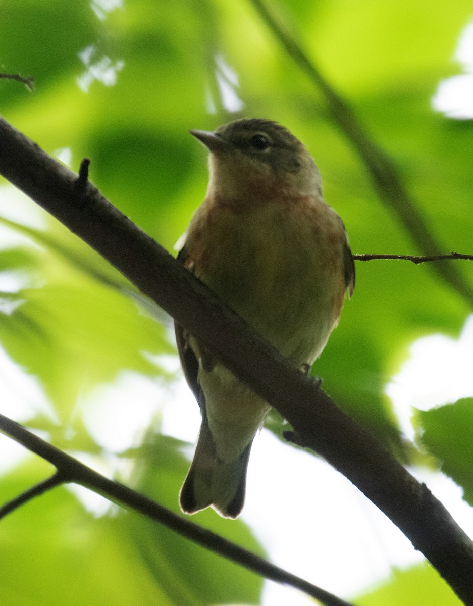 Bay-breasted Warbler - ML448675561