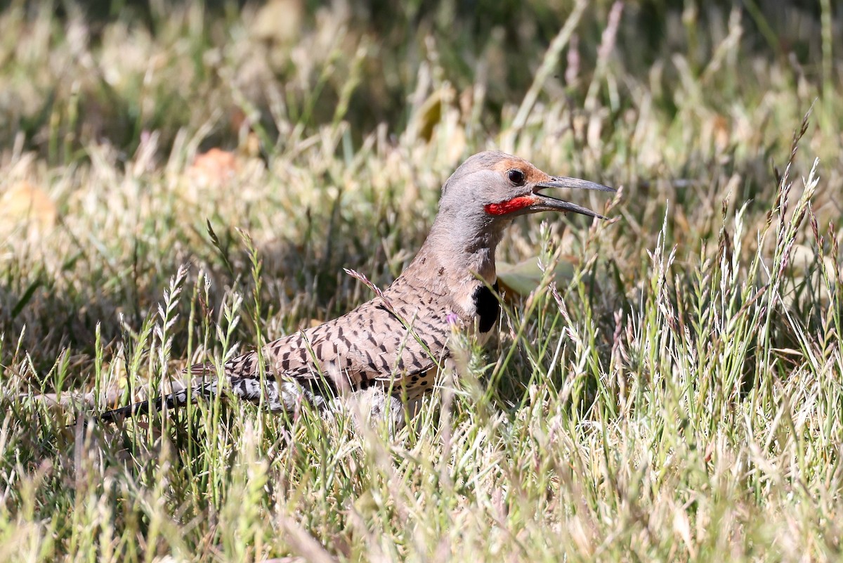 Northern Flicker (Red-shafted) - ML448676251